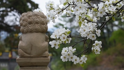 狮子樱花下