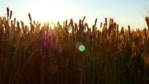 4K 高清 日落时分的麦子穗