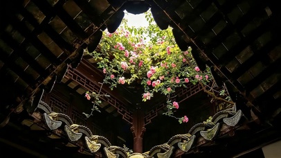 古檐蔷薇花