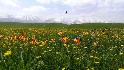 治愈花丛