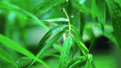 竹叶雨滴滑落