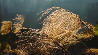 唯美风景芦苇飘扬
