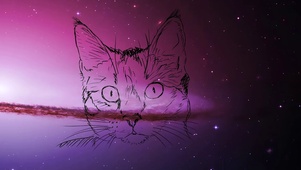 星空猫咪