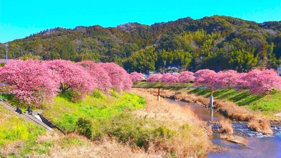 春天乡村河岸樱花