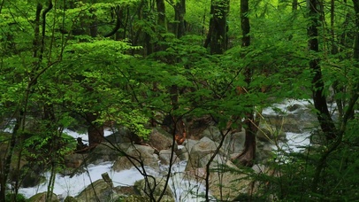 山涧绿林溪流