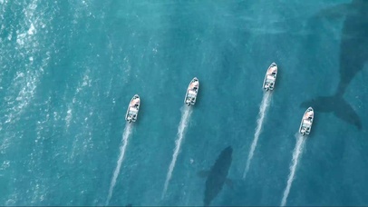 鲨鱼池上的航行