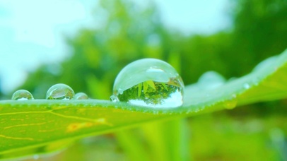 清新护眼晨露 4K