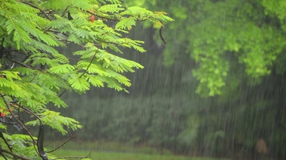 雨中的树林