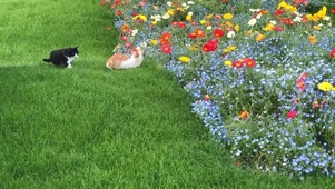 鲜花旁的猫咪