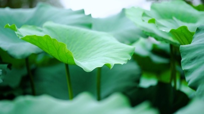 唯美荷叶上的雨滴滑落