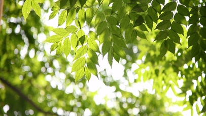 4K唯美护眼绿叶