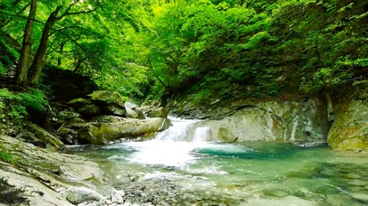 4K绿林山涧鸟语