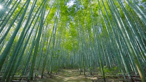 竹林