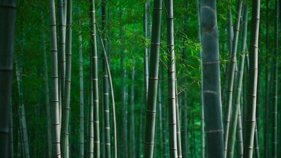 幽静的竹林绿叶