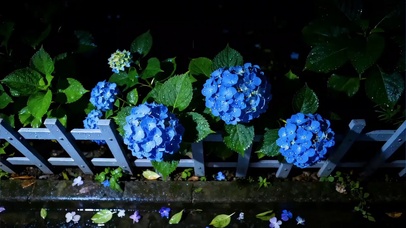 雨夜逢花蓝色小花
