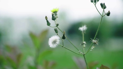 4K风中蒲公英风景