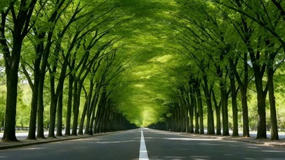 林荫大道