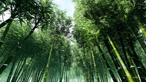 护眼竹林