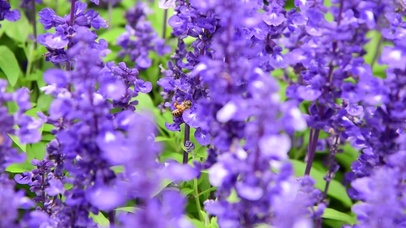 4K盛开的紫色鼠尾草薰衣草