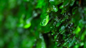清新绿草水滴