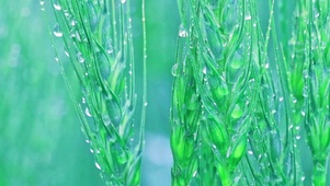 治愈雨中麦穗4K