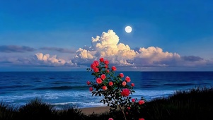 夜月海边玫瑰花