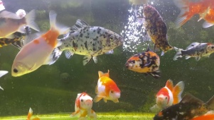草金鱼