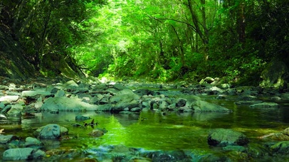 清新绿林护眼溪流