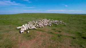 草原群羊