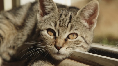 可爱萌宠猫咪
