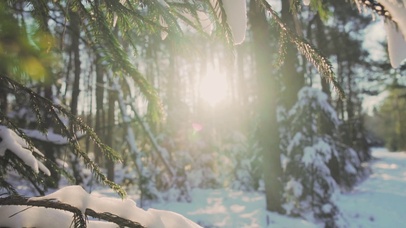 【消暑降温】雪松林中的日出