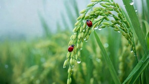雨天稻穗瓢虫清新风景
