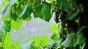 治愈下雨景色 4K