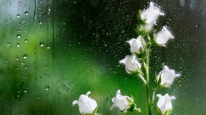 雨窗白铃兰 护眼