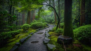 幽静雨天树林小路