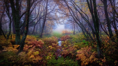 【4K】淅淅沥沥的秋季树林