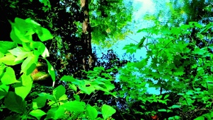 4K护眼湖水绿植