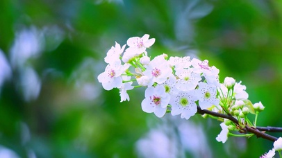 4K  一朵梨花压海棠
