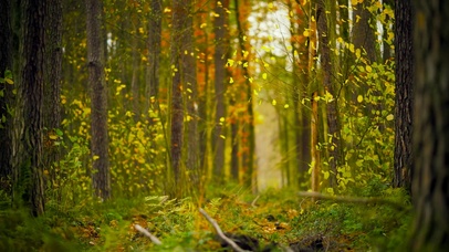 清新秋叶小树林