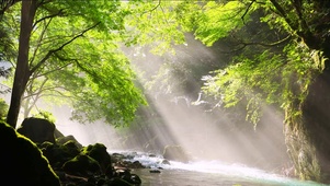 清新绿林流水