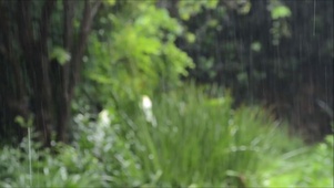 下雨中