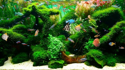 护眼绿草水族馆