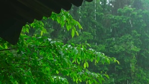 治愈屋檐绿叶雨