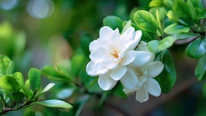 唯美的栀子花