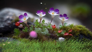 唯美的花