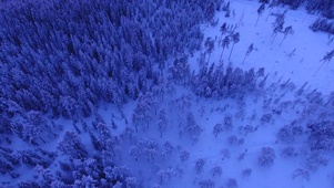 冰雪森林