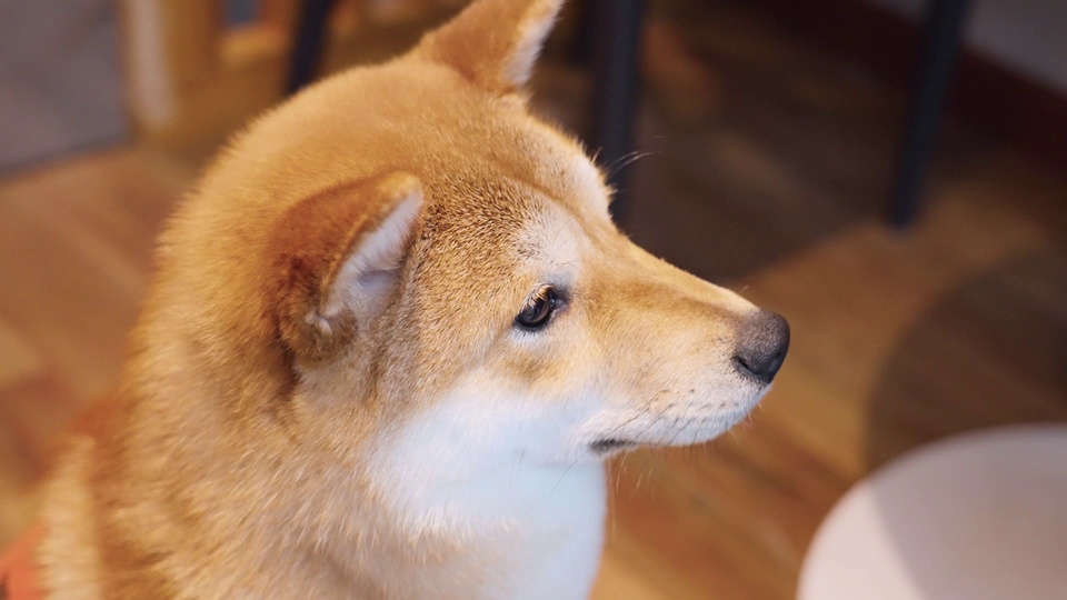 室内暖木地板上的柴犬，侧脸朝右望向前方，背景虚化露出家具轮廓。