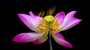 美丽荷花
