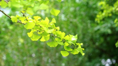 银杏树唯美银树叶秋季树叶4k