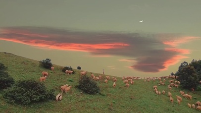 风吹草低现牛羊